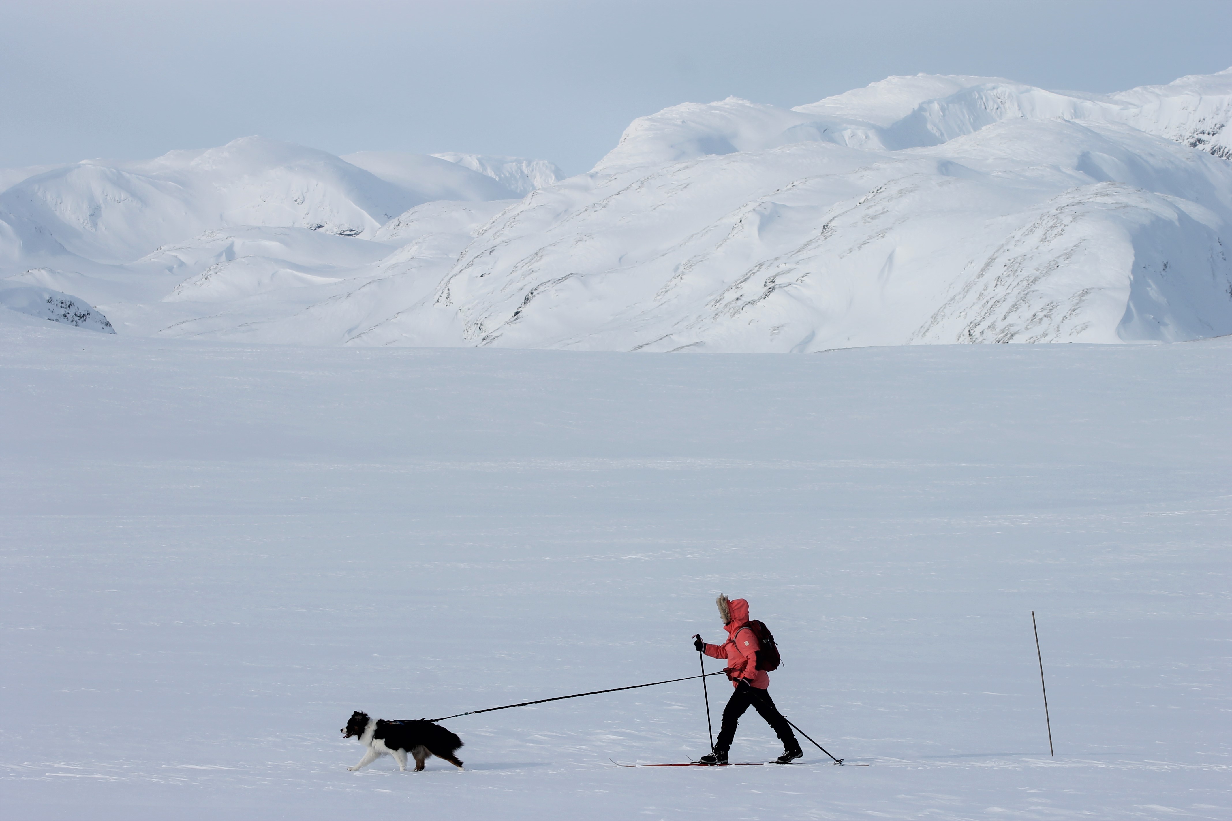 Skiløper med hun som går den stikkede skiløypa over Filefjell. Snøkledde fjell i bakgrunnen.