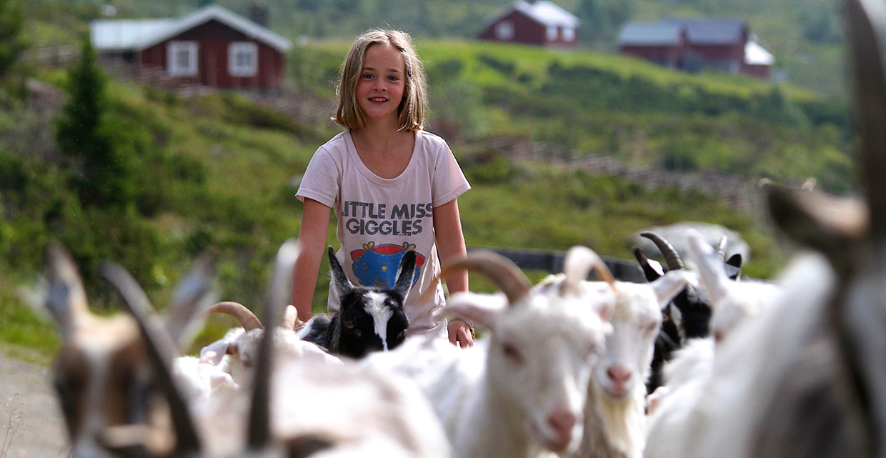 Jente med geiteflokk på Olestølen.