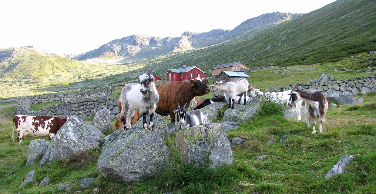 Dyr på stølen i Sanddalen.