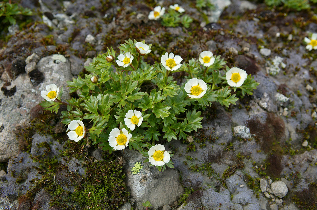 En fjellplante med hvite blomster