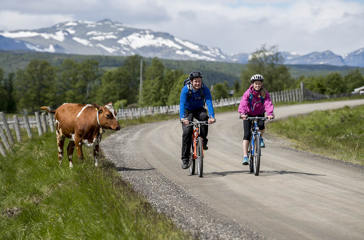 To syklister og en ku med snødekte fjell i bakgrunnen.