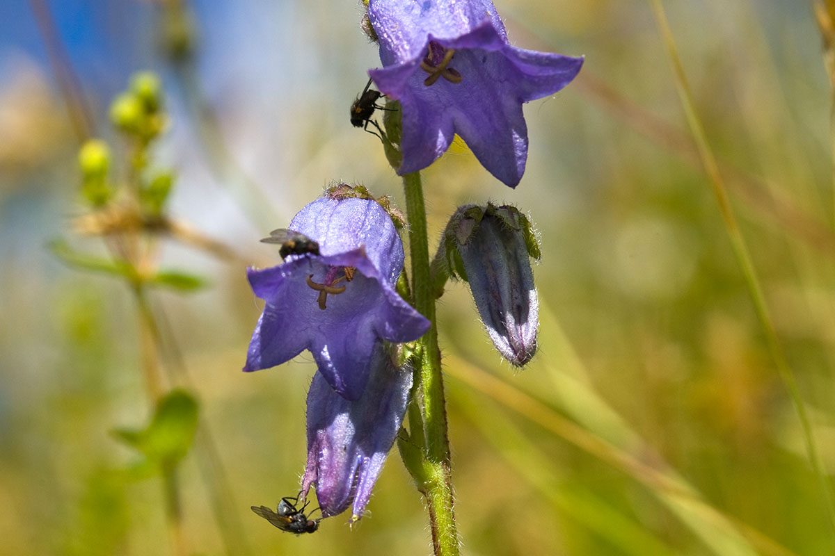 Blomster på en spesiell blåklokkeart som kun forekommer i Langsua-området i Norge.