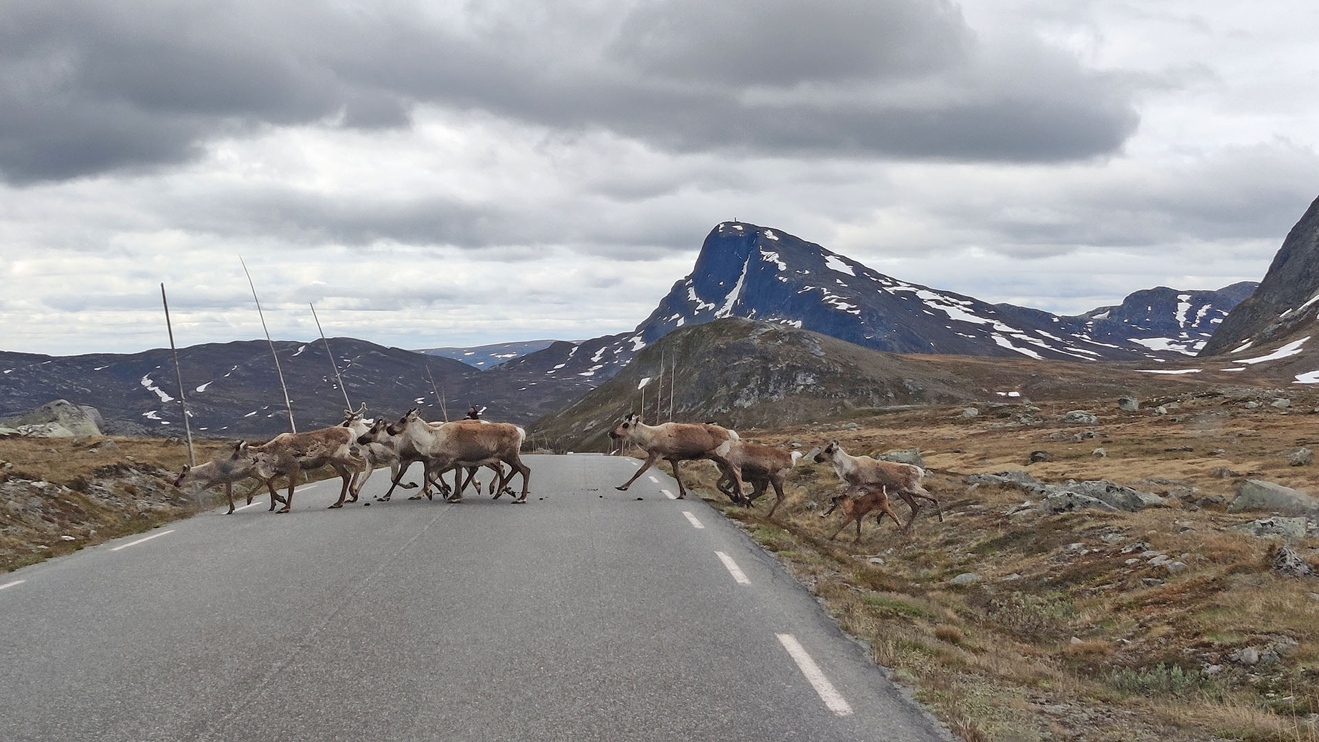 Reinsdyr krysser en fjellvei